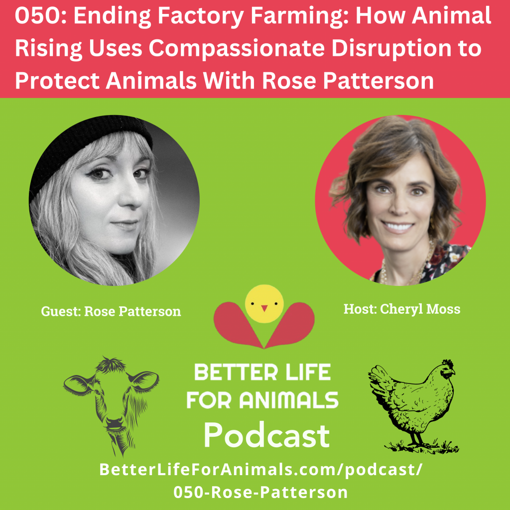 Ending Factory Farming: How Animal Rising Makes a Difference